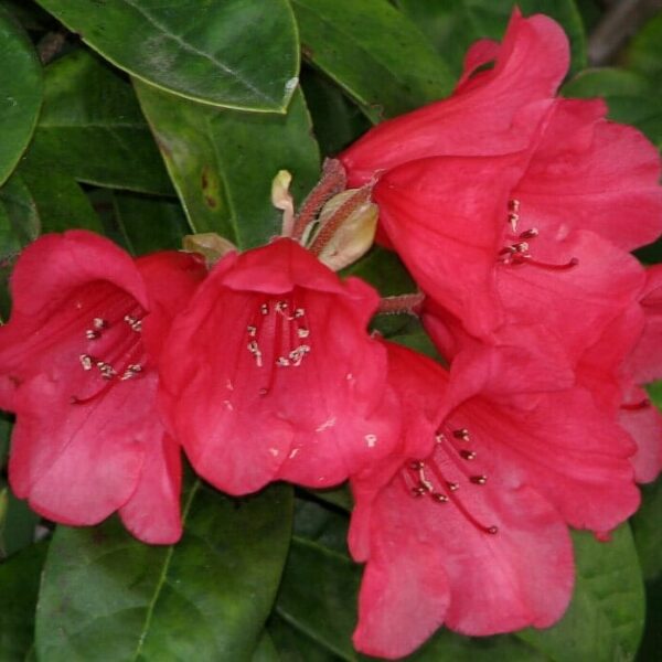The Rhododendron 'Molly Ann' 8" Pot features a vibrant display of red flowers in full bloom, nestled amid lush green leaves.