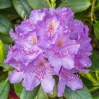 Close-up of Rhododendron 'Ponticum' flowers with lush greenery, perfect for an 8" pot.