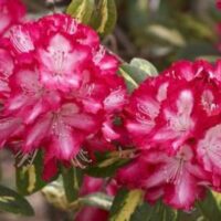 A vibrant Rhododendron 'President Roosevelt' in an 8" pot showcases pink flowers with white edges among lush green leaves.
