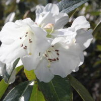 Close-up of Rhododendron 'Snow Lady' in an 8" pot, showcasing its pristine white petals and brown stamens against glossy green leaves.