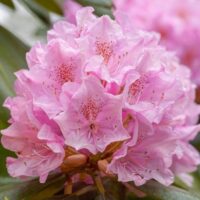 Close-up of Rhododendron 'Sweet 16' flowers in an 8" pot, surrounded by lush green leaves.