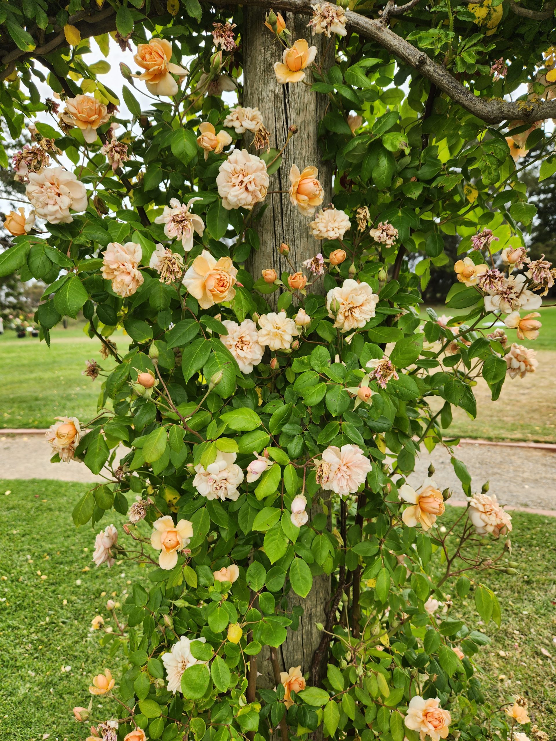 apricot orange climbing rose crepuscule