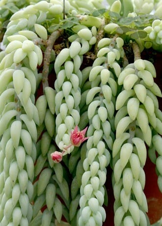 Sedum 'Donkey's Tail' 8" (Hanging Basket) - Image 3