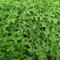 The Selaginella 'Green' Spikemoss in a 5" pot has dense, green foliage with small, serrated leaves that create a lush, carpet-like appearance.