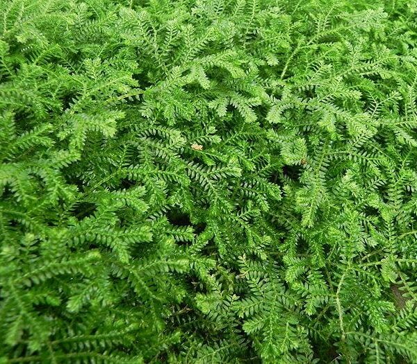 The Selaginella 'Green' Spikemoss in a 5" pot has dense, green foliage with small, serrated leaves that create a lush, carpet-like appearance.