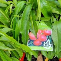 Amid green leaves, a plant label showcases images of red peaches with the text "Prunus 'Valley Red' Peach (Super Dwarf) 7" Pot," highlighting this delightful variety.