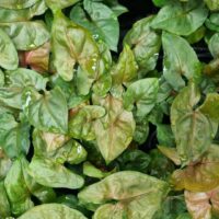 Syngonium Berries foliage