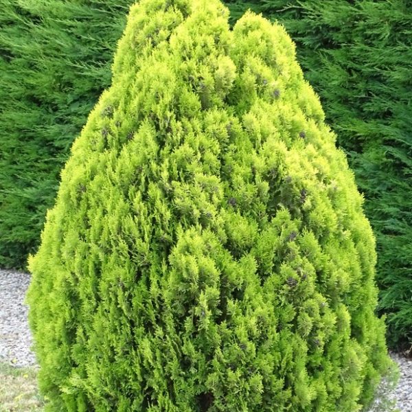 The Juniperus chinensis 'Gold Star' 8" Pot features a conical green bush with dense foliage, elegantly set amidst grass and gravel, with a tall lush hedge in the backdrop.