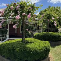 Rosa carpet rose apple blossom pink standard weeping rose feature with green hedge