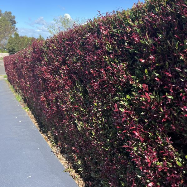 A tall hedge with green and reddish leaves, including vibrant Rosmarinus 'Prostrate' Rosemary in a 10" pot, lines a paved walkway under a clear blue sky.