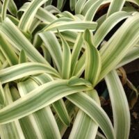 Close-up of the Agapanthus 'Variegated' Dwarf in a 6" pot, featuring green and white leaves arching over each other to form a dense, layered pattern.