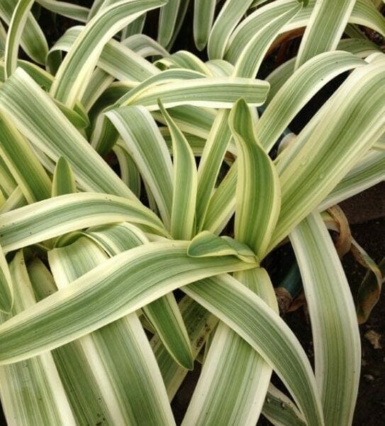 Close-up of the Agapanthus 'Variegated' Dwarf in a 6" pot, featuring green and white leaves arching over each other to form a dense, layered pattern.