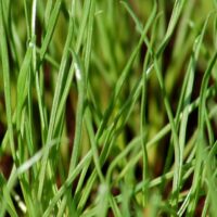 Close-up of fresh Cat Grass Plant 4" Pot blades growing densely, with a blurred background.