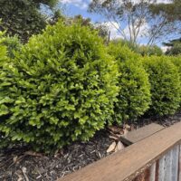 A row of neatly trimmed Jacaranda 'Bonsai Blue' (PBR) bushes lines a mulched garden bed, bordered by timber and corrugated metal edging under a partly cloudy sky.