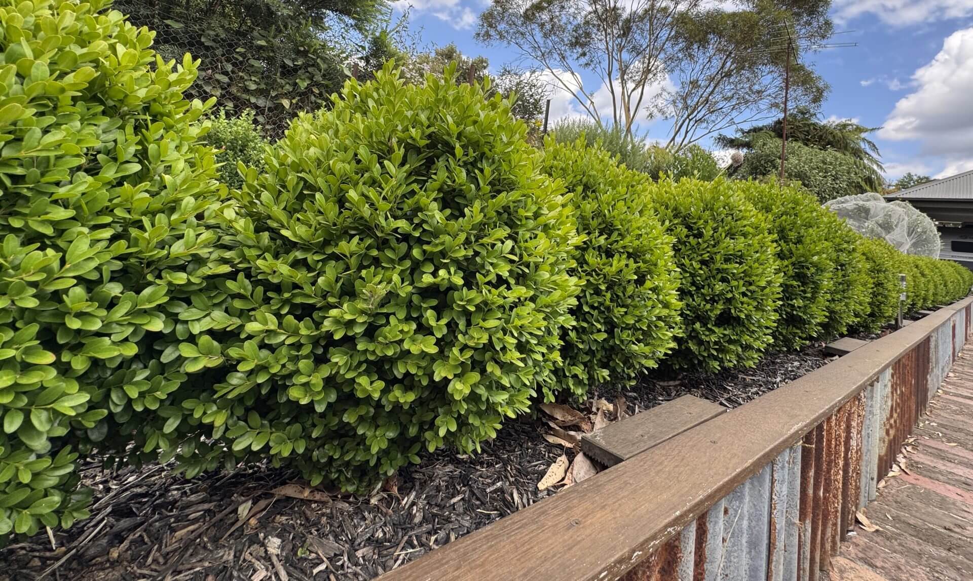 A row of neatly trimmed Jacaranda 'Bonsai Blue' (PBR) bushes lines a mulched garden bed, bordered by timber and corrugated metal edging under a partly cloudy sky.