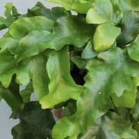A close-up of the Nephrolepis 'Nicholas Diamond' Fern in a 5" pot highlights its broad, wavy-edged green leaves set against a light background.