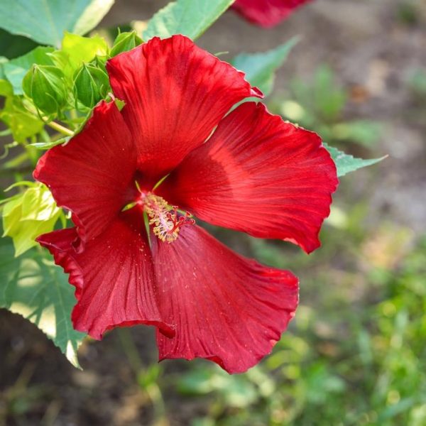 Red Hibiscus rosa sinensis 'Chinese Hibiscus' 6" Pot flower in the garden.