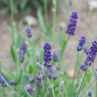 Lavandula 'Ellagance Purple' Lavender in a 6" pot showcases vibrant purple flowers and lush green stems, flourishing beautifully in garden settings.
