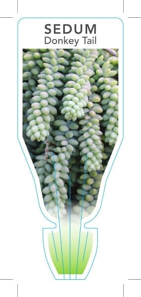 Sedum 'Donkey's Tail' 8" (Hanging Basket) - Image 2
