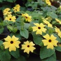 A hanging basket filled with Thunbergia 'Black Eyed Susan' Yellow features striking yellow petals and dark centers, standing out against a lush backdrop of green leaves.