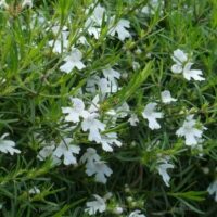 Westringia 'Snow Flurry' 6" Pot is a dense shrub with narrow green leaves and many small, white, five-petaled flowers scattered across the foliage.