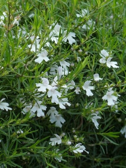 Westringia 'Snow Flurry' 6" Pot is a dense shrub with narrow green leaves and many small, white, five-petaled flowers scattered across the foliage.