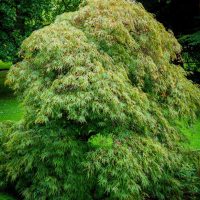 A dense, lush green Acer 'Esk Sunset' Variegated Sycamore Maple with cascading foliage stands prominently in a verdant garden setting.