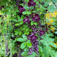 Akebia longeracemosa Chocolate Vine