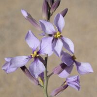 A close-up of Arthropodium 'Chocolate Lily' highlights its light purple flowers with yellow centers on a stem, set against a blurred background. Perfect for display in a 6" pot.