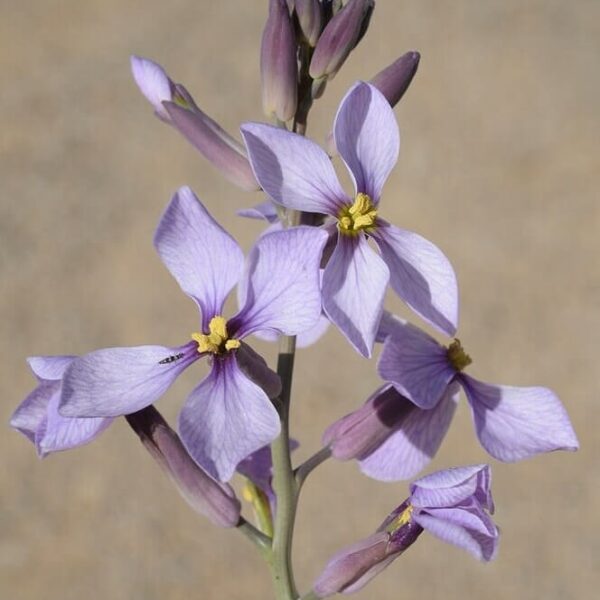A close-up of Arthropodium 'Chocolate Lily' highlights its light purple flowers with yellow centers on a stem, set against a blurred background. Perfect for display in a 6" pot.