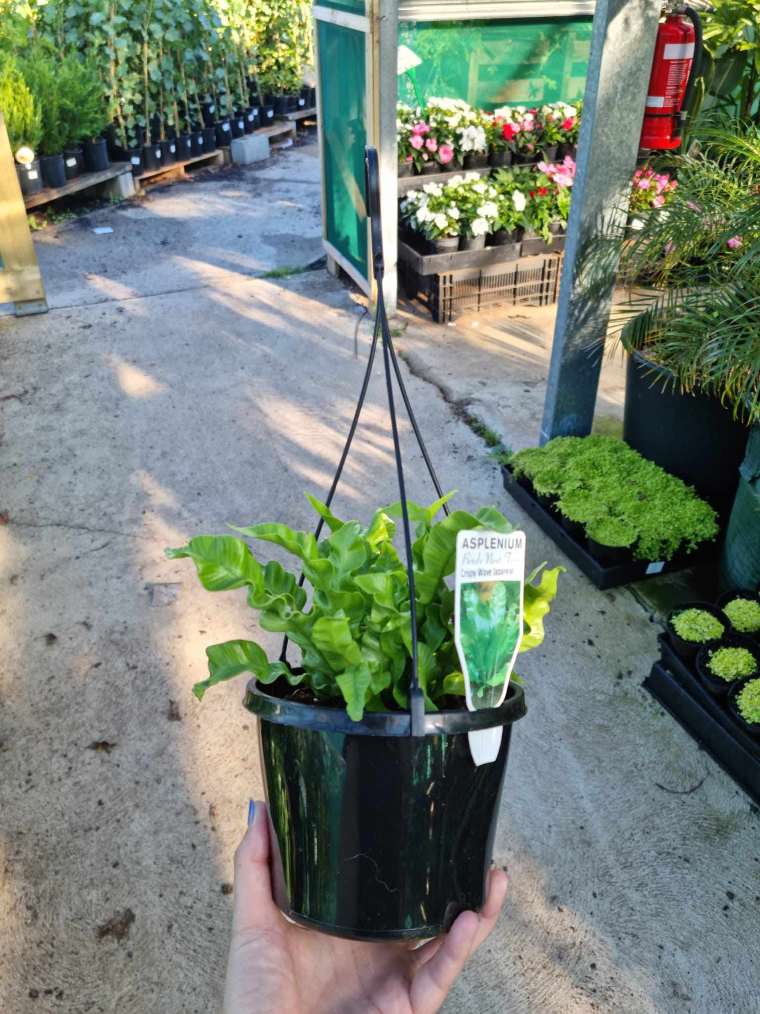 Asplenium nidus 'Crispy Wave' 6" Pot (Hanging Basket) - Image 2