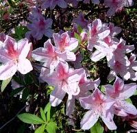 Azalea 'Pink Lace'