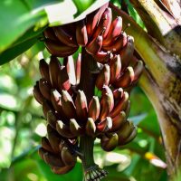 Banana 'Red Dacca' Dwarf 8" Pot