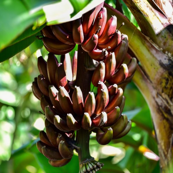Banana 'Red Dacca' Dwarf 8" Pot