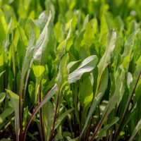Chicory 'Red Rib' 4" Pot