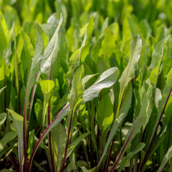 Chicory 'Red Rib' 4" Pot