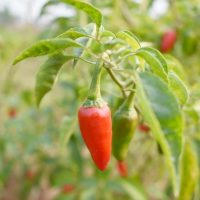 Capsicum 'Punjab' Chilli Pepper 4" Pot