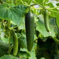 Cucumber 'Burpless' 4" Pot