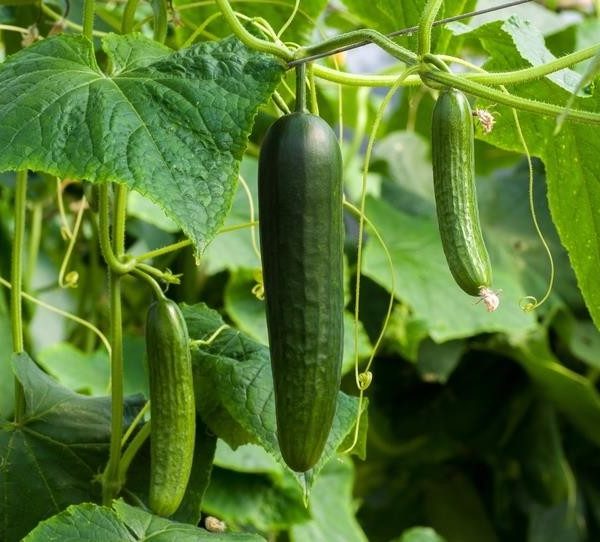 Cucumber 'Burpless' 4" Pot