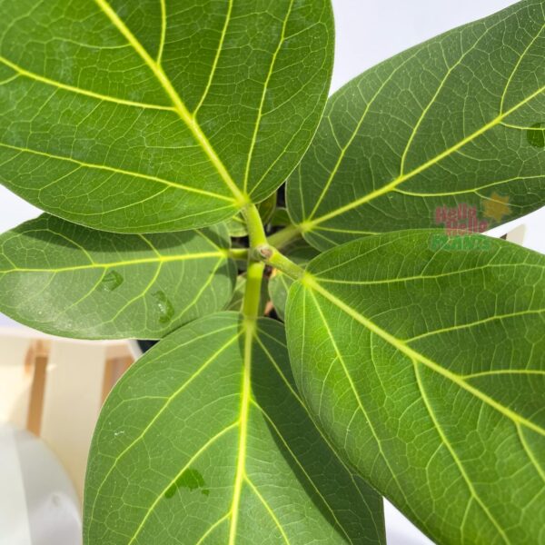 Ficus Audrey Foliage Watermark