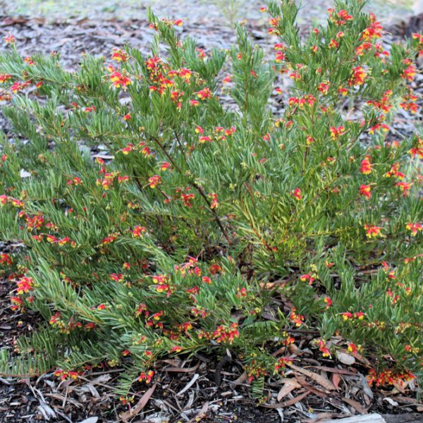grevillea bonnie prince charlie native australian shrub with green foliage and yellow and red flowers