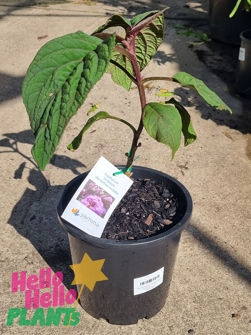 Bartlettina 'Purple Mist Flower' 8" Pot - Image 2