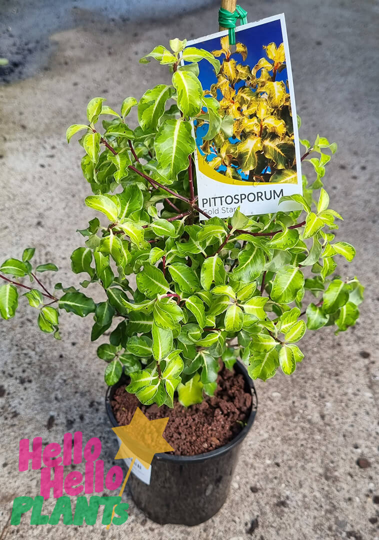 Pittosporum 'Gold Star' 6" Pot - Image 2