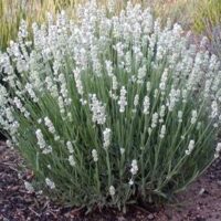 Lavandula 'White' Lavender in a 10" pot has long green stems and clusters of small white flowers, thriving in mulched garden beds.