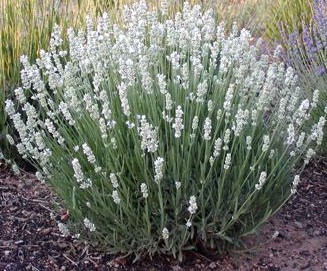 Lavandula 'White' Lavender in a 10" pot has long green stems and clusters of small white flowers, thriving in mulched garden beds.