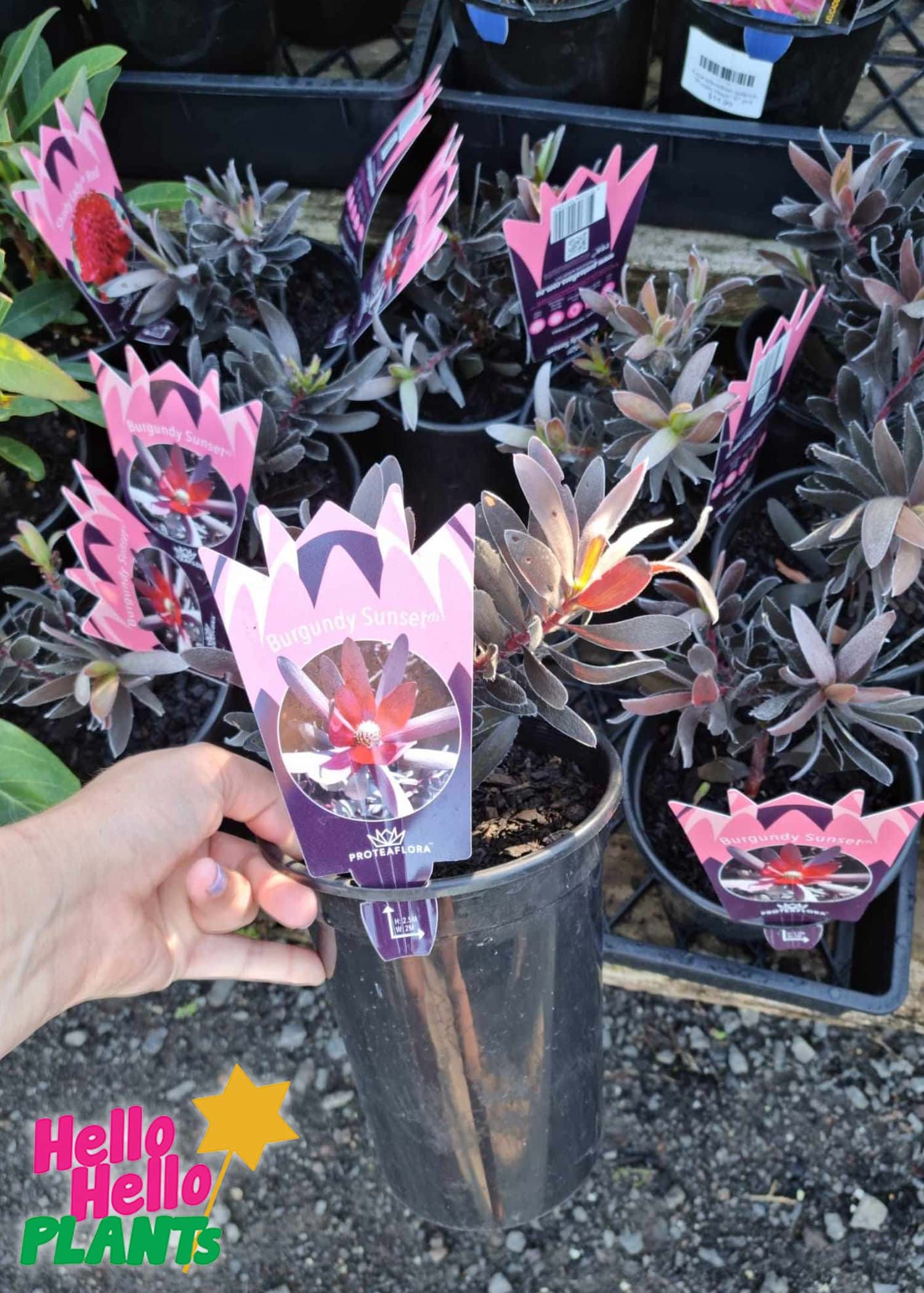 Leucadendron 'Burgundy Sunset' PBR - Image 2