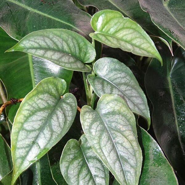 Monstera siltepecana 'Silver Monstera' features light green, heart-shaped leaves with striking veins among darker foliage. Arrives in a 5" pot—ideal for adding unique texture to your indoor plant collection.
