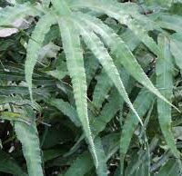 PTERIS MULTIFIDA SPIDER BRAKE FERN