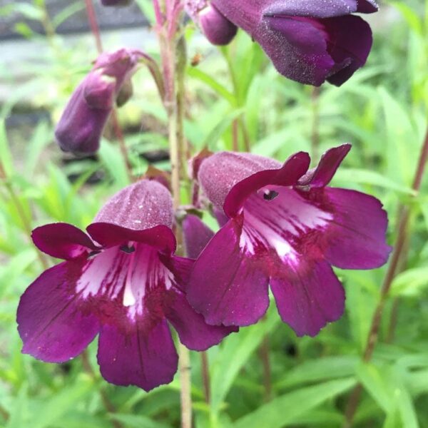 Penstemon 'Blackbird' 4" Pot features close-up deep purple flowers with white and pink throat markings, highlighted by green foliage.