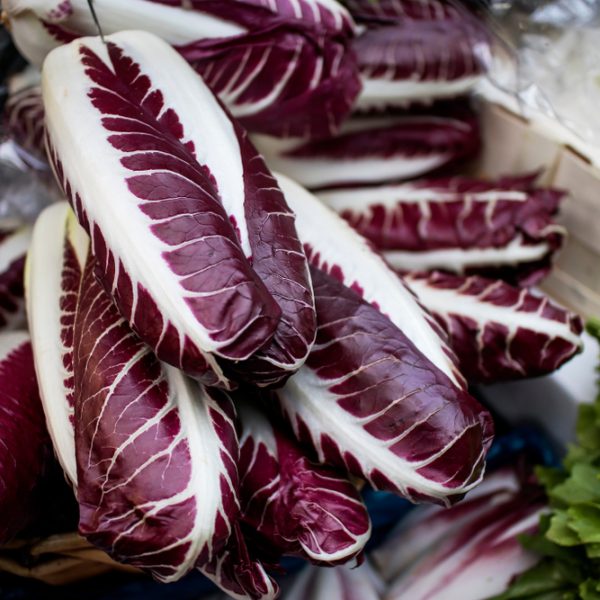 Radicchio 4" Pot